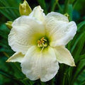 Hemerocallis 'Gentle Shepherd'