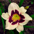 Hemerocallis 'Moonlight Masquerade'
