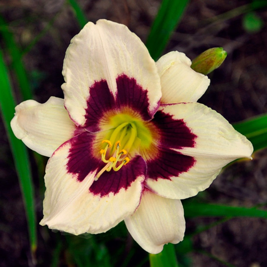 Hemerocallis 'Moonlight Masquerade'
