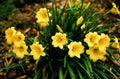 Hemerocallis Stella d'Oro
