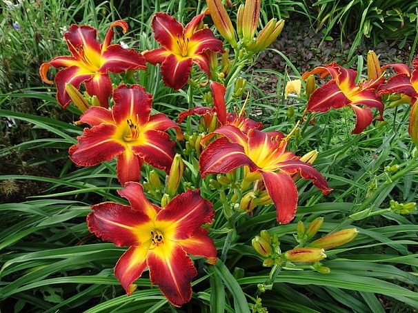 Daylily 'Autumn Red'