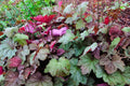 Heuchera 'Watermelon'