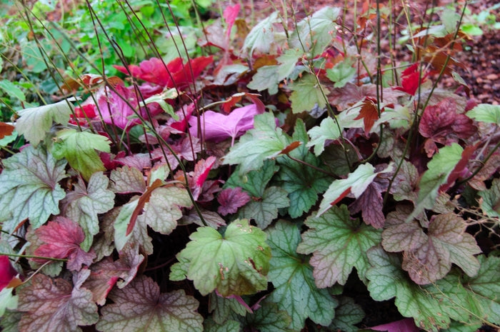 Heuchera 'Watermelon'