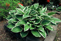 Hosta 'Albomarginata'