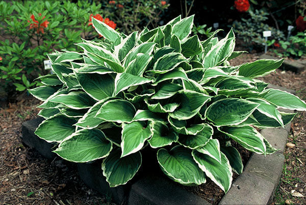 Hosta 'Albomarginata'