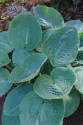 Hosta 'Big Daddy'