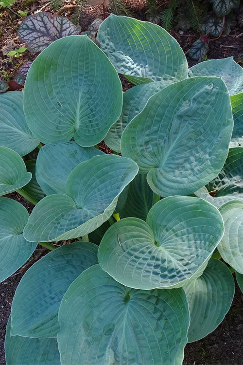 Hosta 'Big Daddy'