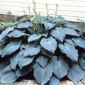 Hosta 'Blue Angel'