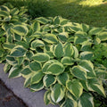 Hosta 'Wide Brim'