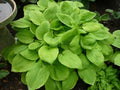 Hosta 'August Moon'