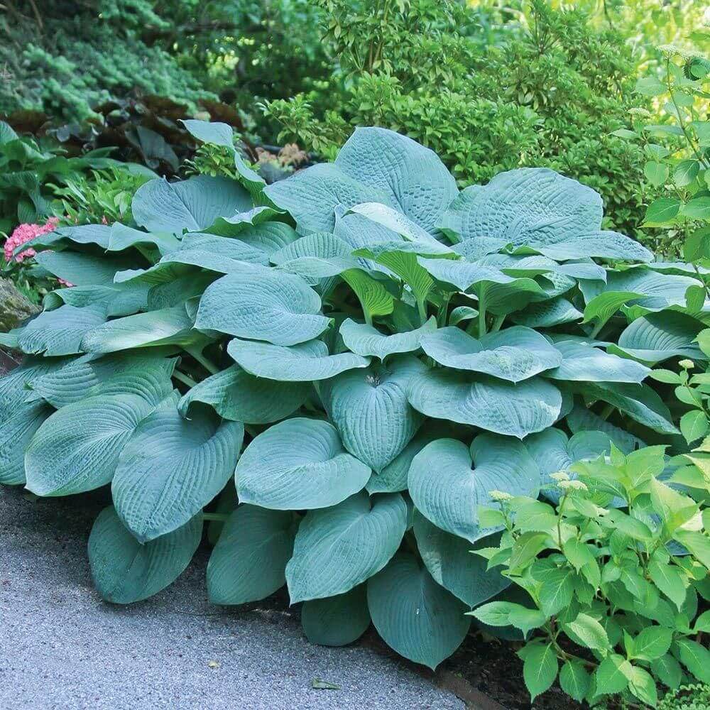 Hosta 'Bressingham Blue'