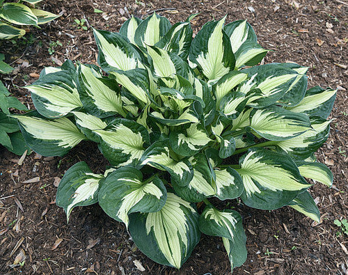 Hosta 'Colored Hulk'