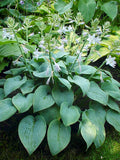 Hosta 'Fragrant Blue'