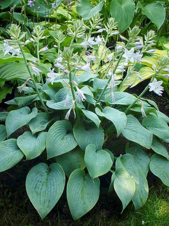Hosta 'Fragrant Blue'