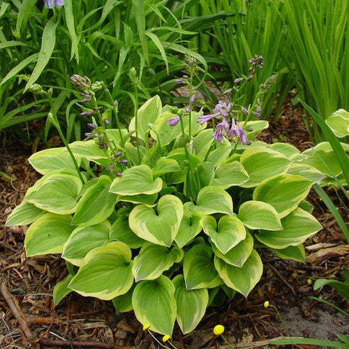 Hosta 'Golden Tiara'