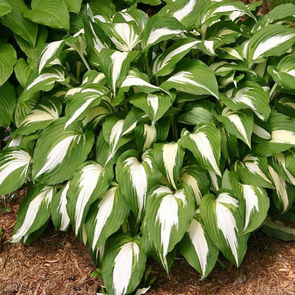 Hosta 'Night Before Christmas'