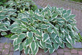 Hosta 'Patriot'