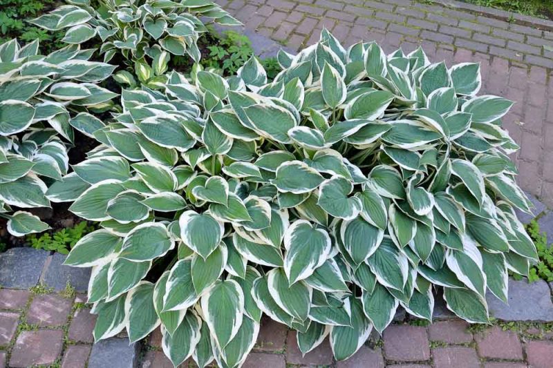 Hosta 'Patriot'