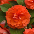 Impatiens 'Double Salmon'