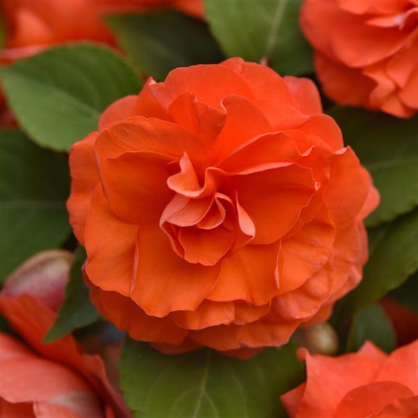 Impatiens 'Double Salmon'