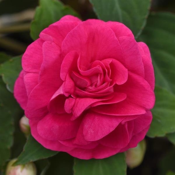 Impatiens 'Double Hot Pink'