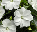 New Guinea Impatiens 'Celebration White'