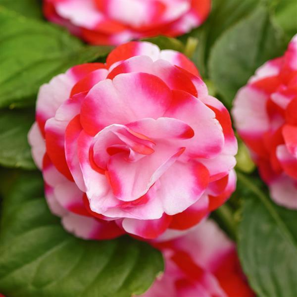 Impatiens 'Double Strawberry Sparkler'