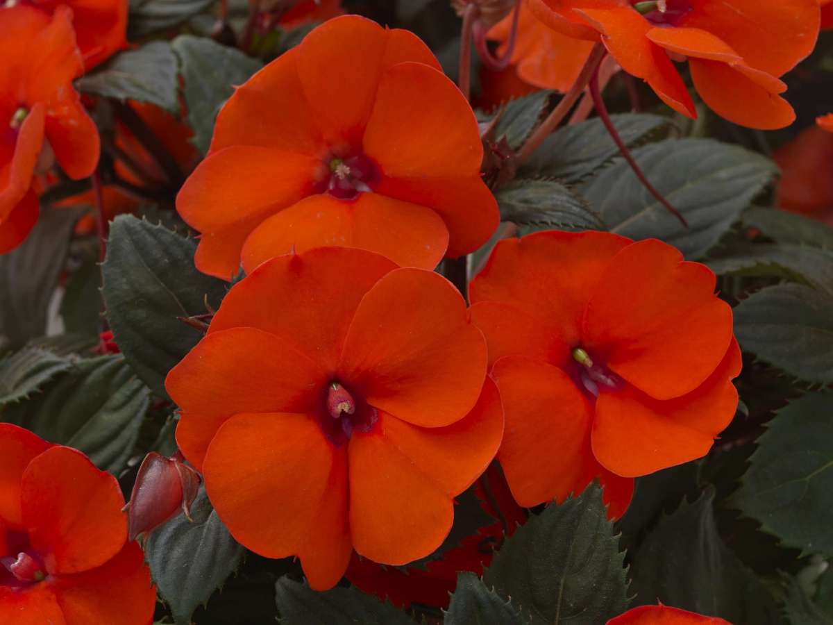 Impatiens 'SunPatiens Compact Hot Coral'