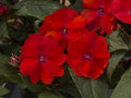 Impatiens 'SunPatiens Compact Red'