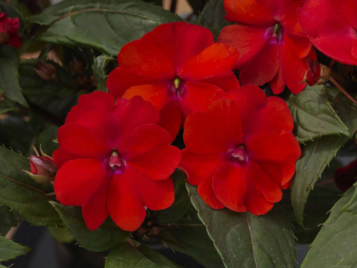Impatiens 'SunPatiens Compact Red'