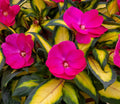 Impatiens 'SunPatiens Compact Tropical Pink'