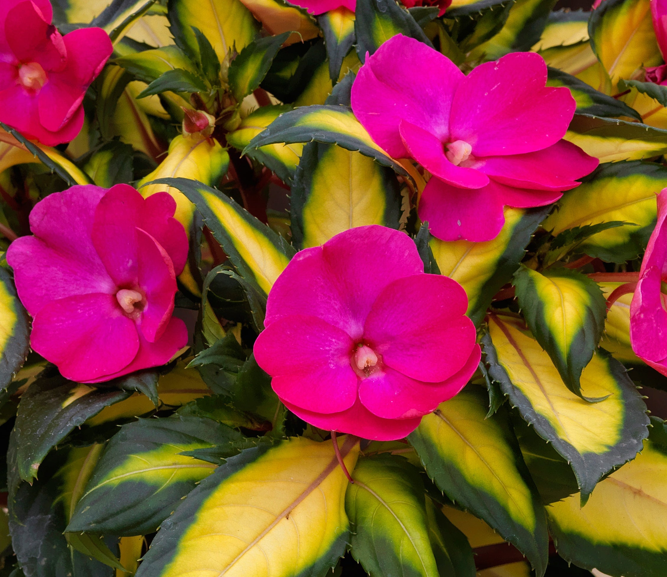 Impatiens 'SunPatiens Compact Tropical Pink'