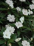 Impatiens 'SunPatiens Compact Classic White'