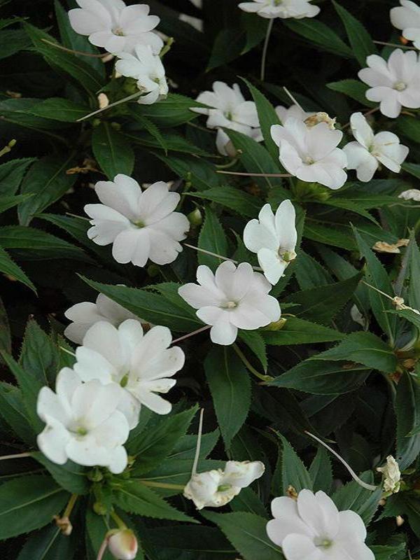 Impatiens 'SunPatiens Compact Classic White'
