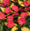 Impatiens 'Sunstanding Jazzy Coral'