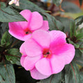 Impatiens New Guinea 'Magnum Lavender Splash'