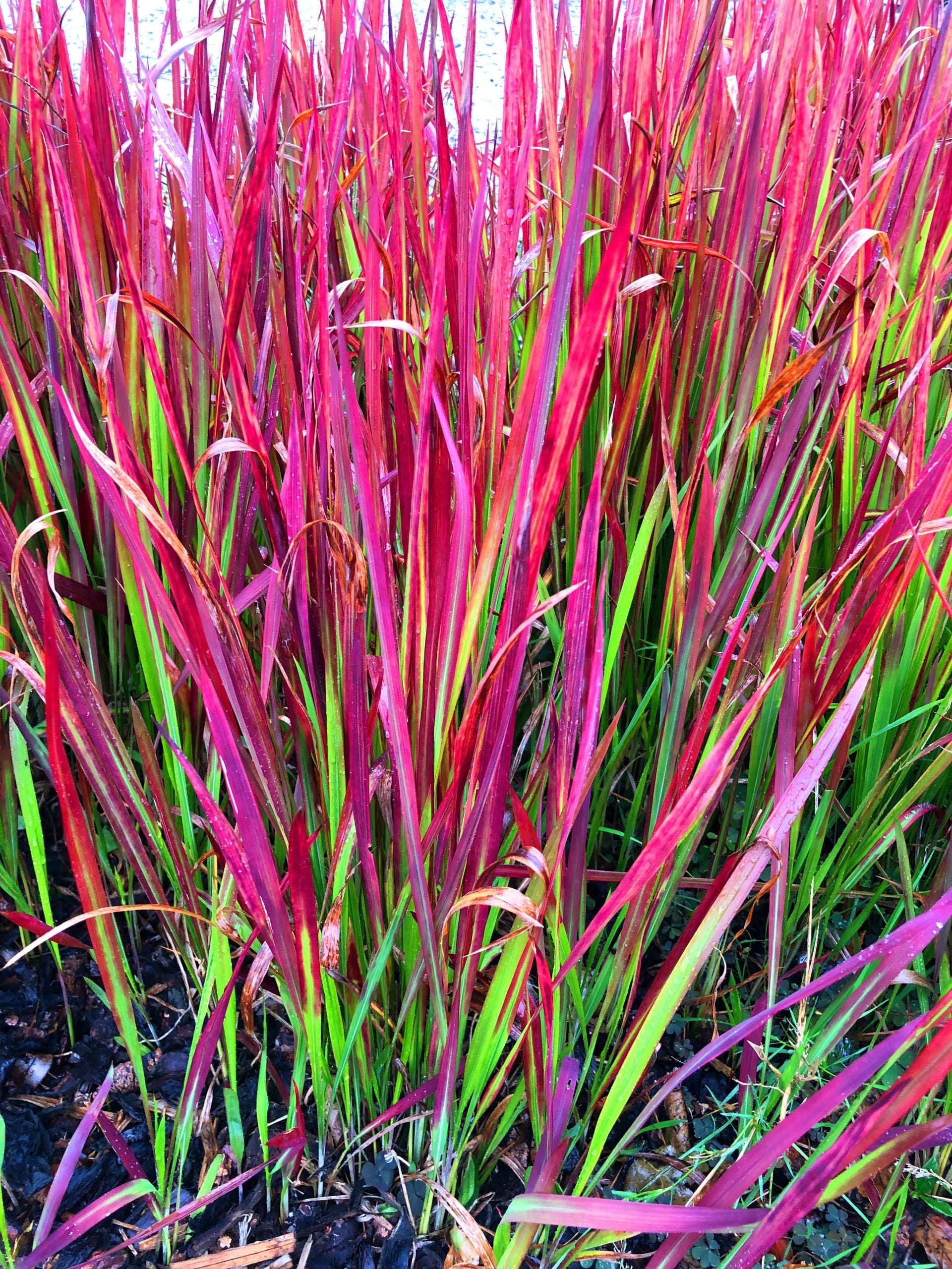 Imperata Cylindrica 'Red Baron'