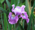Siberian Iris 'Strawberry Fair'