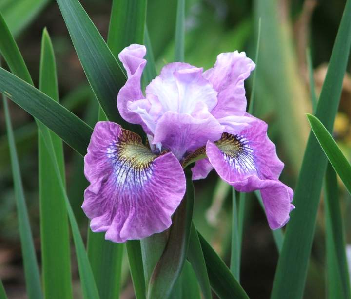 Siberian Iris 'Strawberry Fair'