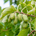 Kiwi 'Issai'
