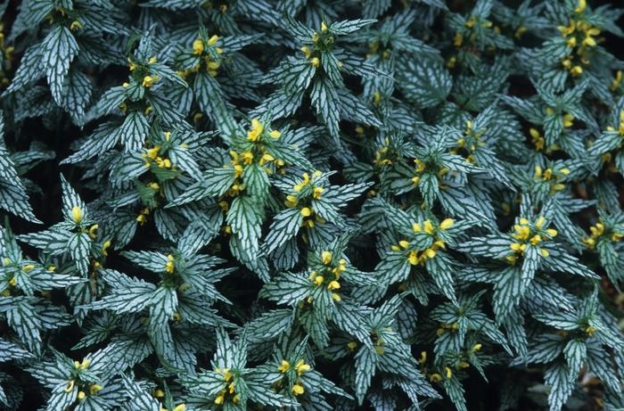 Lamiastrum 'Hermann's Pride'