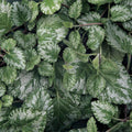 Lamium 'Jade Frost'