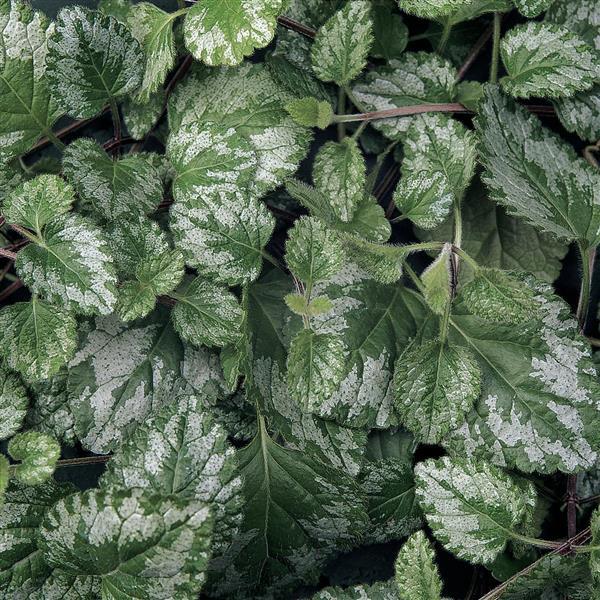 Lamium 'Jade Frost'