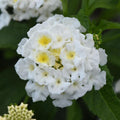 Lantana 'Shamrock White'