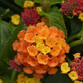 Lantana 'Shamrock Orange Flame'