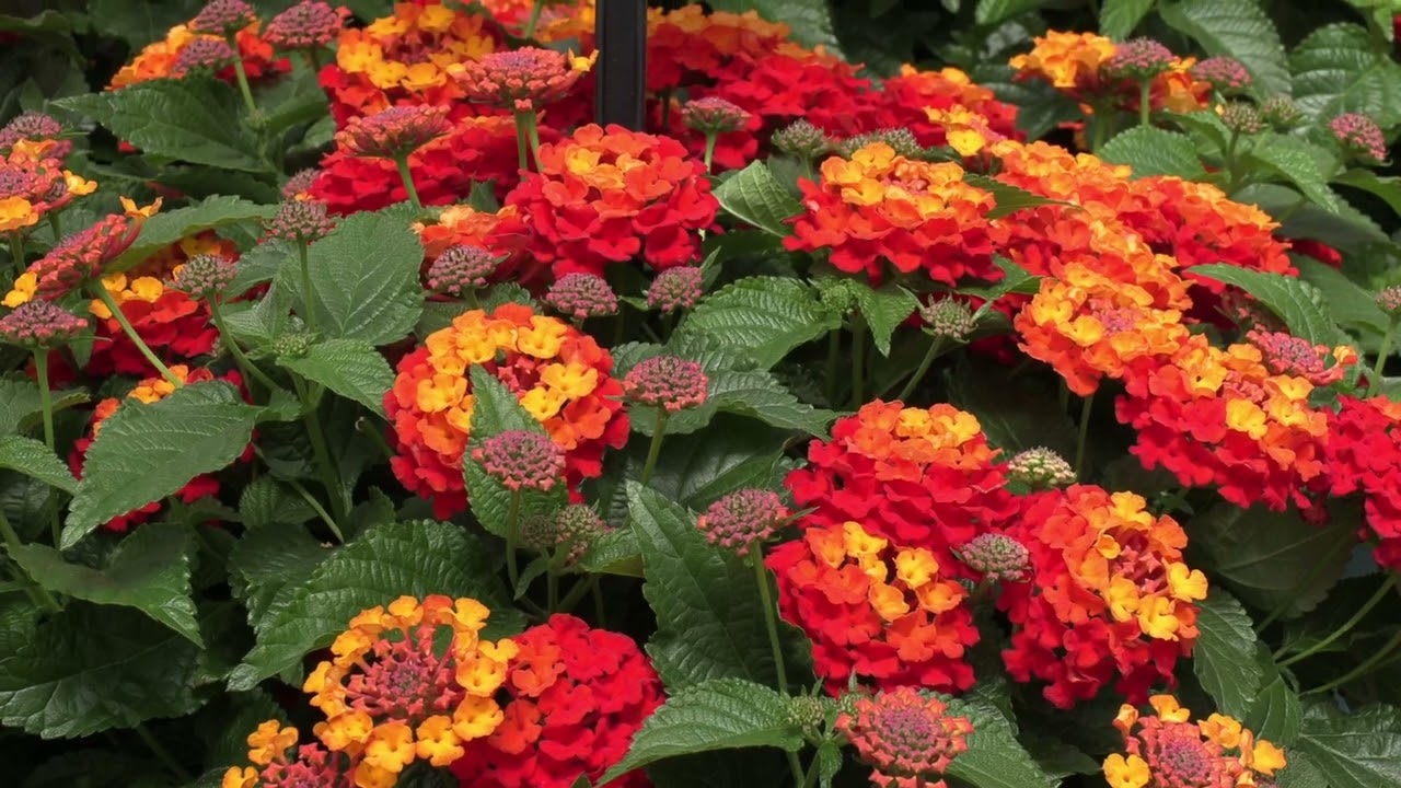 Lantana 'Shamrock Red'