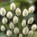 Lagurus 'Bunny Tails'