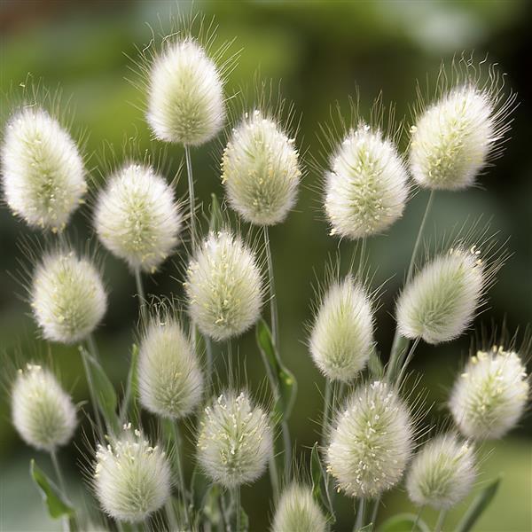 Lagurus 'Bunny Tails'