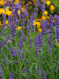 Lavandula angustifolia 'SuperBlue'