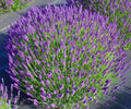 Lavandula Angustifolia 'Hidcote'